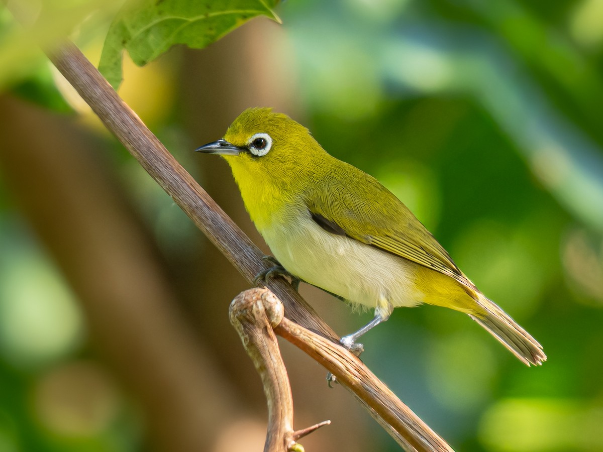 Ashy-bellied White-eye - ML643009342