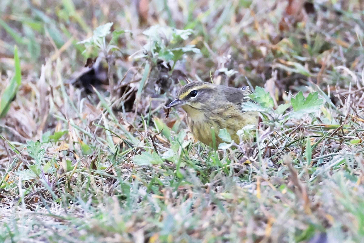 Palm Warbler - ML643009343