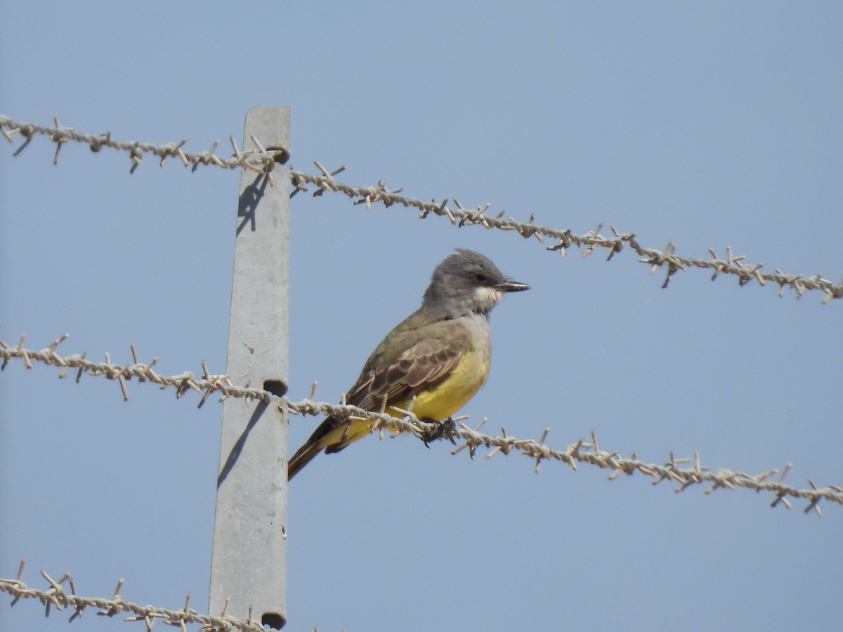 Cassin's Kingbird - ML643009345