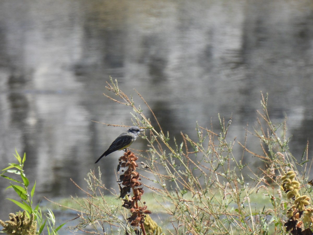 Cassin's Kingbird - ML643009346