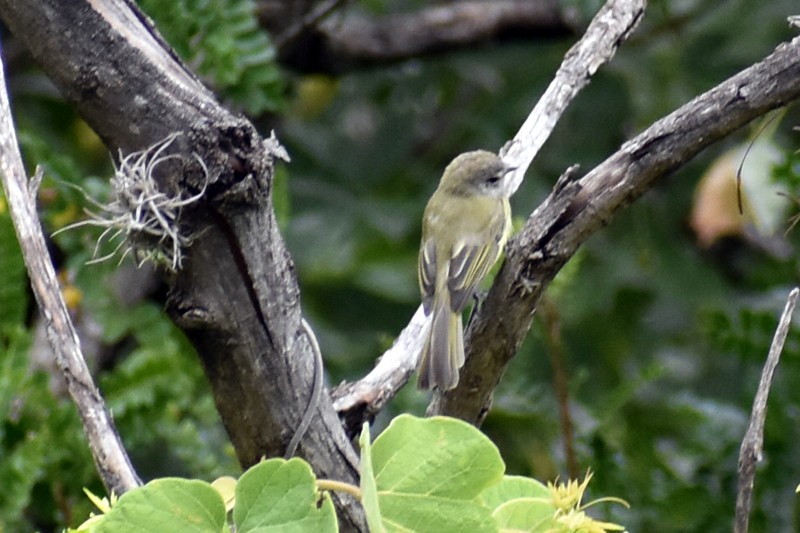 Hammond's Flycatcher - ML643009349