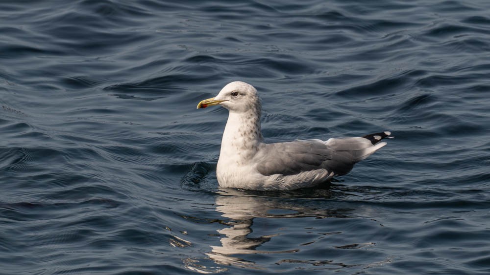 racek jezerní - ML643009353