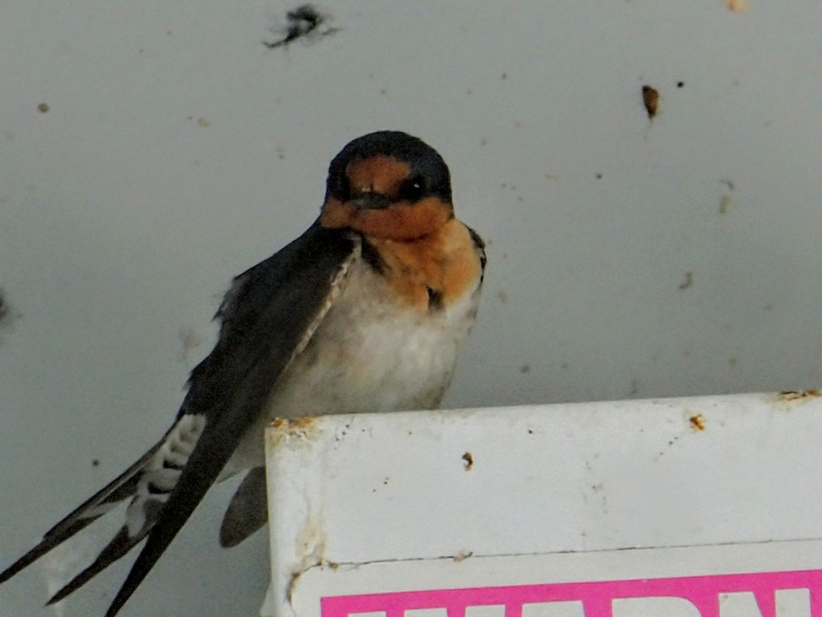 Hirondelle messagère - ML643009356