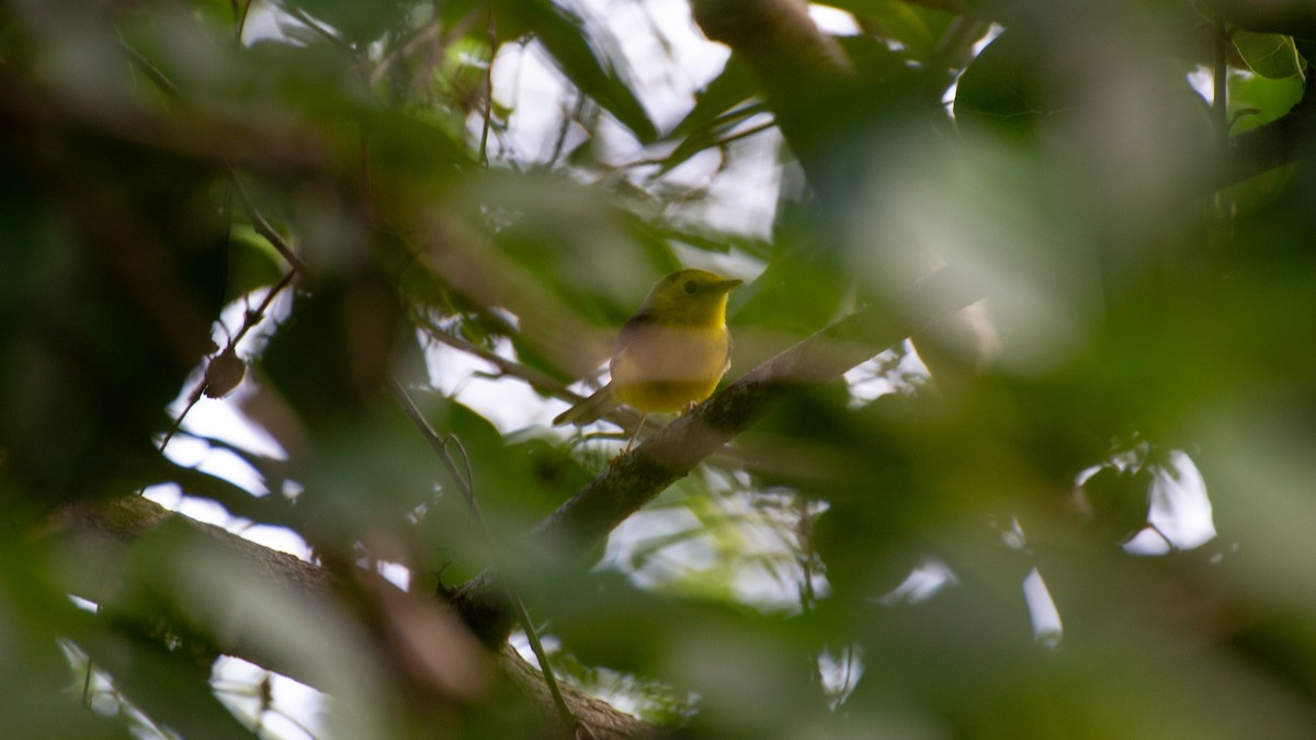hetteparula - ML643009358