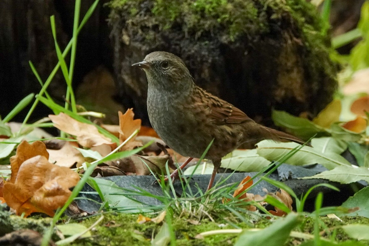 Лесная завирушка - ML643009371