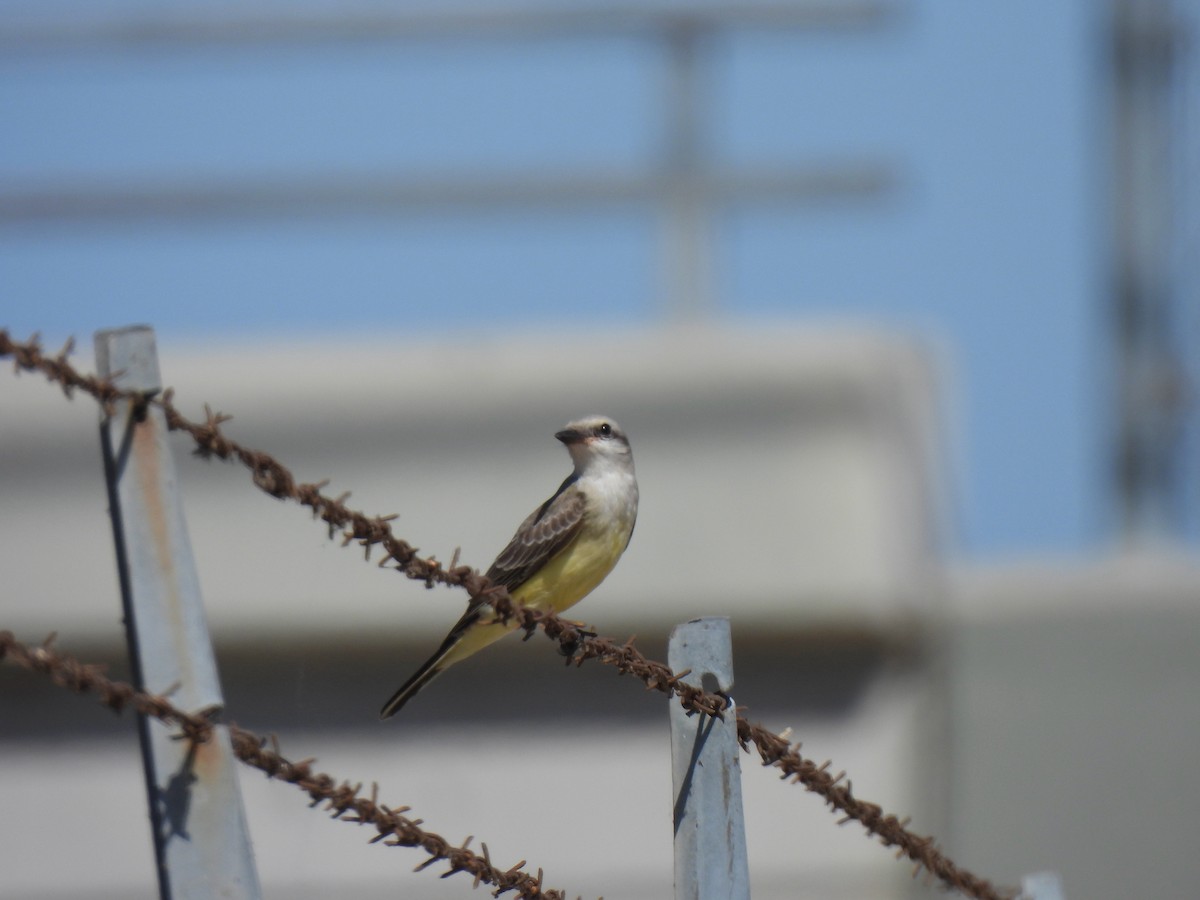 Western Kingbird - ML643009374