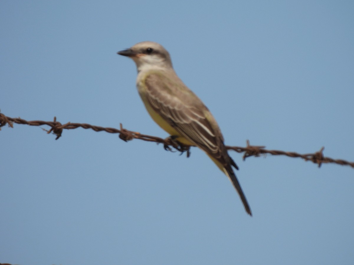 Western Kingbird - ML643009375
