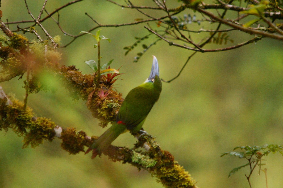 Toucanet à ceinture bleue - ML643009380