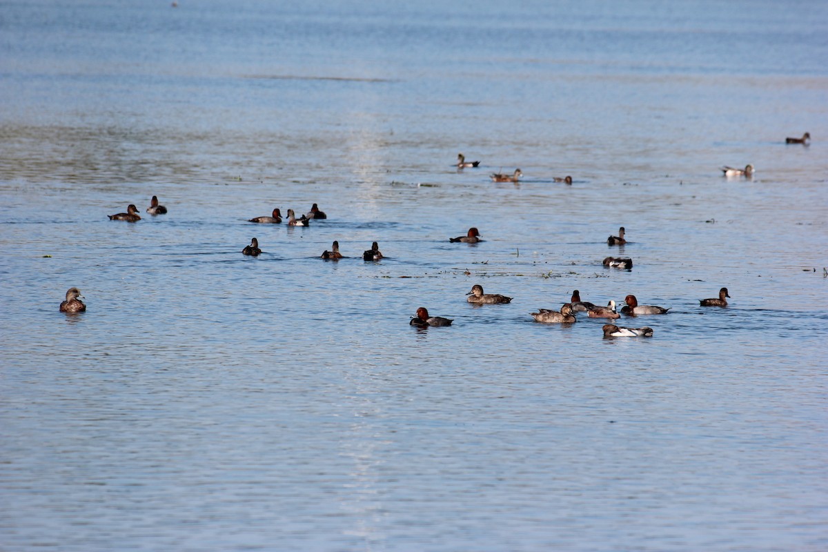 Canard d'Amérique - ML643009384