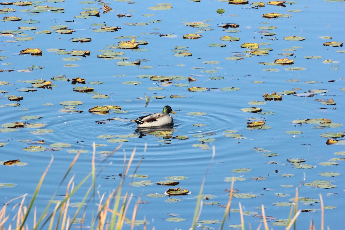 Canard colvert - ML643009389