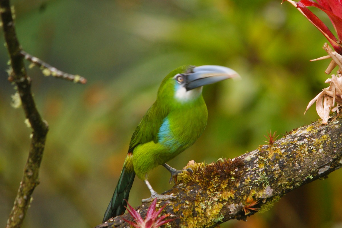 Toucanet à ceinture bleue - ML643009391
