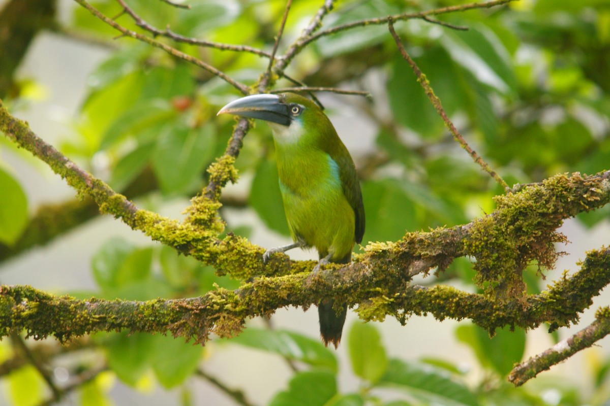 Toucanet à ceinture bleue - ML643009404