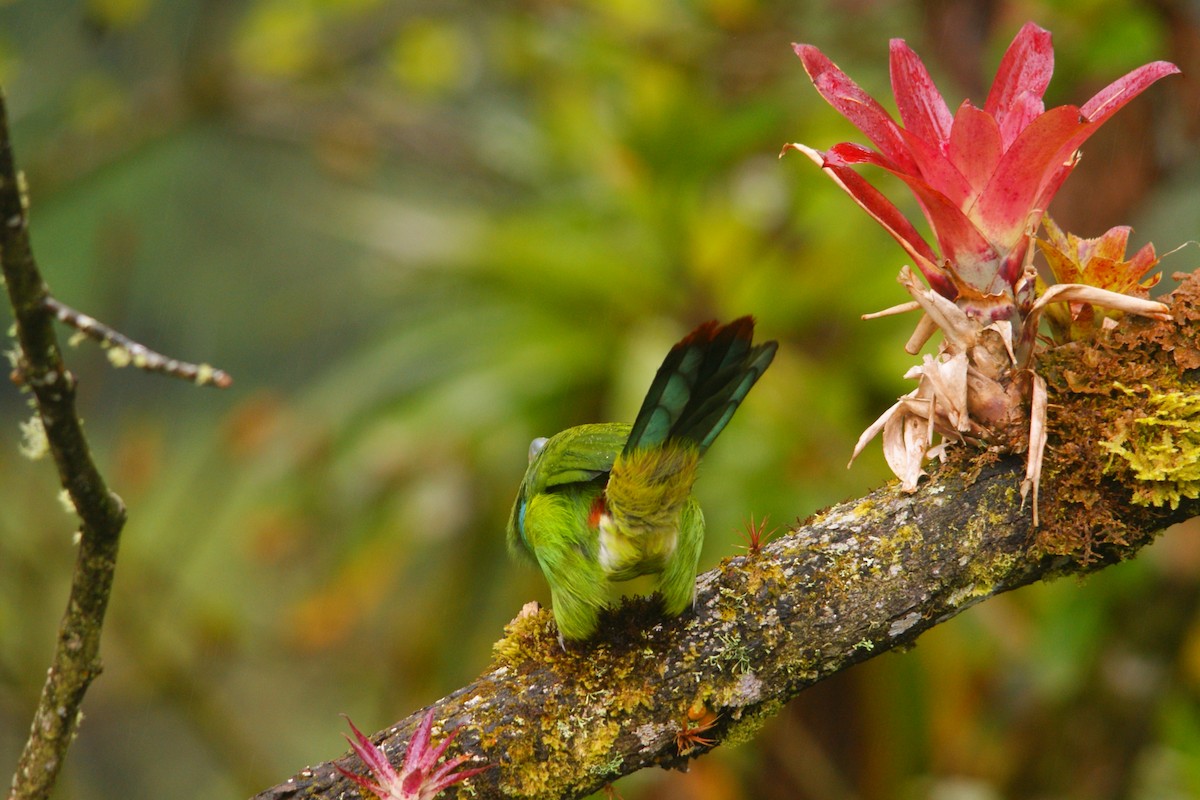 Toucanet à ceinture bleue - ML643009405