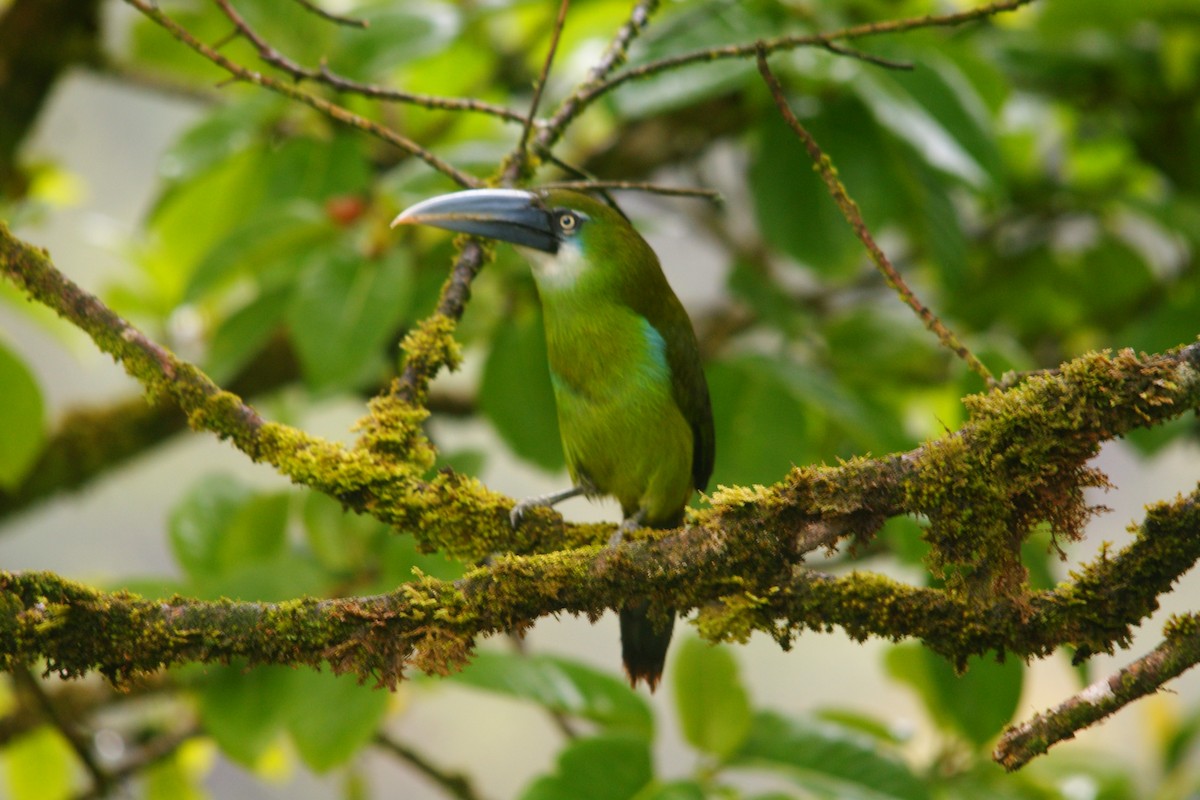 Toucanet à ceinture bleue - ML643009406