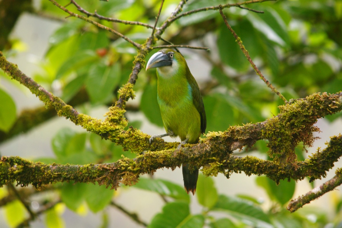 Toucanet à ceinture bleue - ML643009407