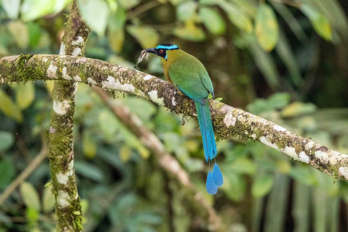 bergmotmot - ML643009419