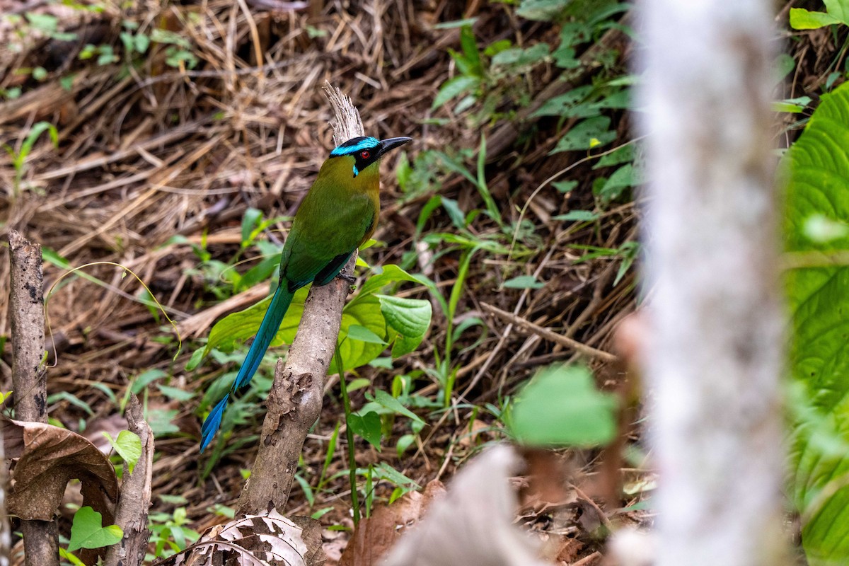 bergmotmot - ML643009421
