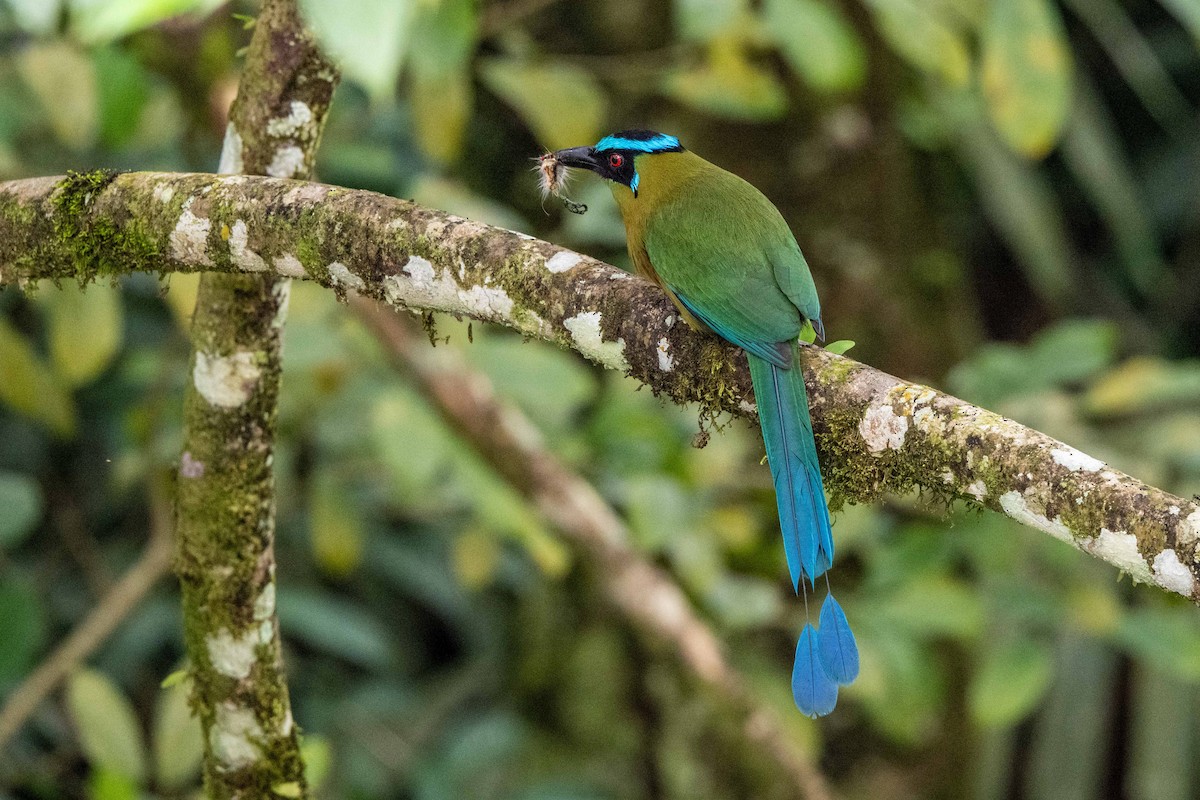 bergmotmot - ML643009422