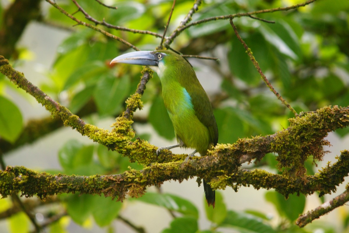 Blue-banded Toucanet - ML643009439