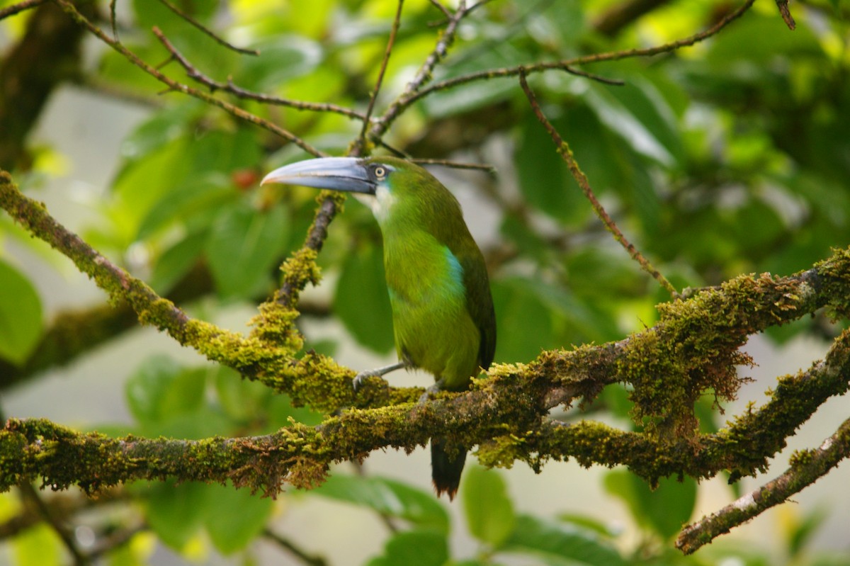 Blue-banded Toucanet - ML643009440
