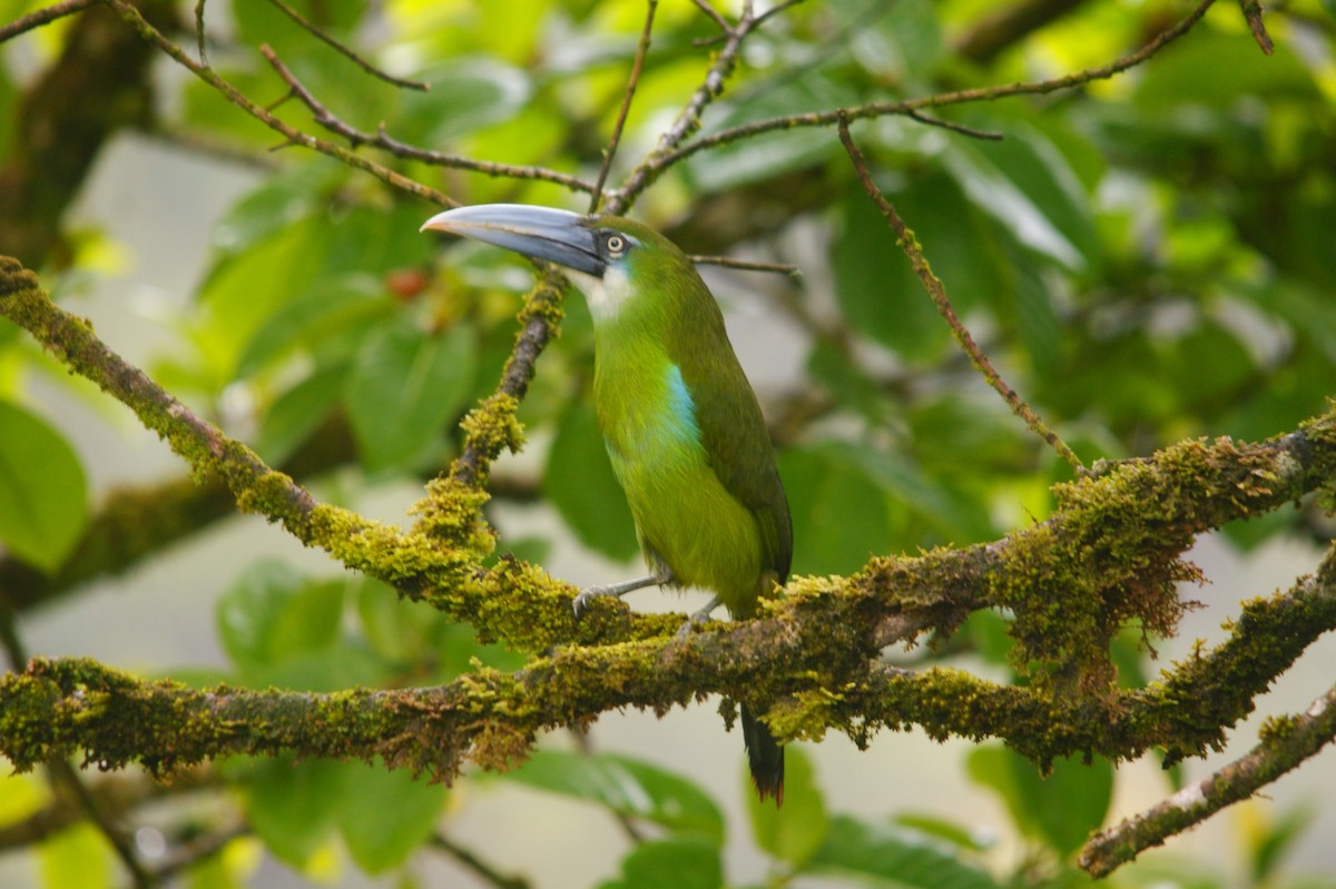 Blue-banded Toucanet - ML643009441