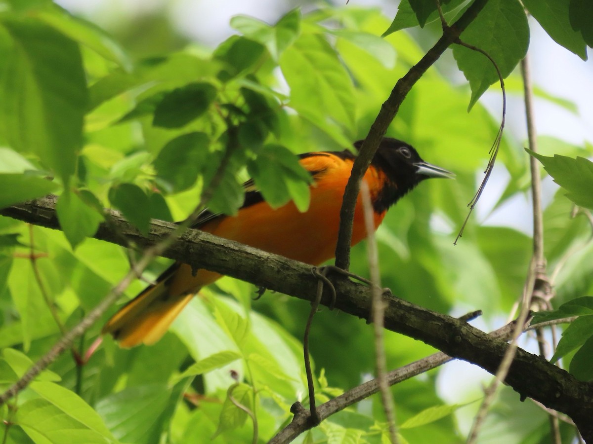 Baltimore Oriole - ML643009443
