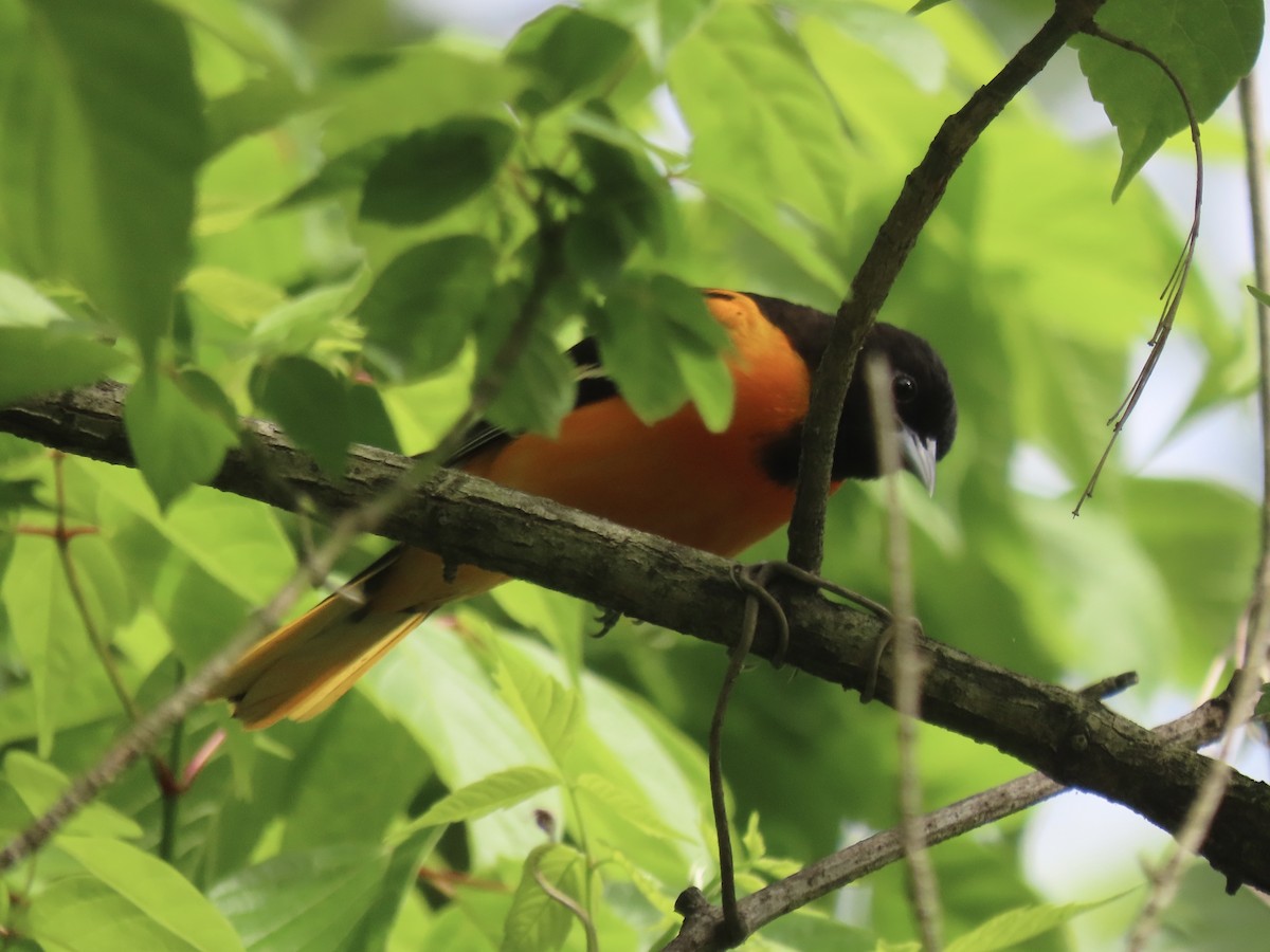 Baltimore Oriole - ML643009444