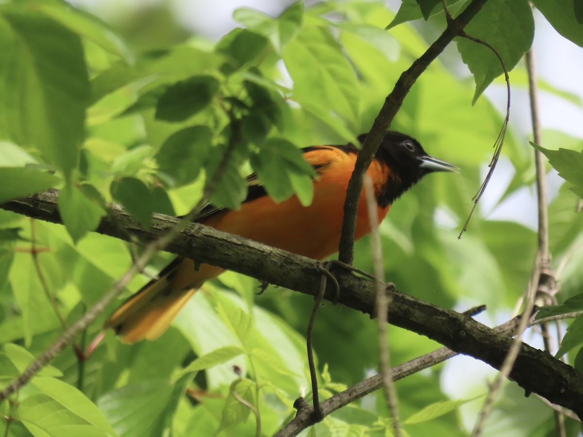 Baltimore Oriole - ML643009445
