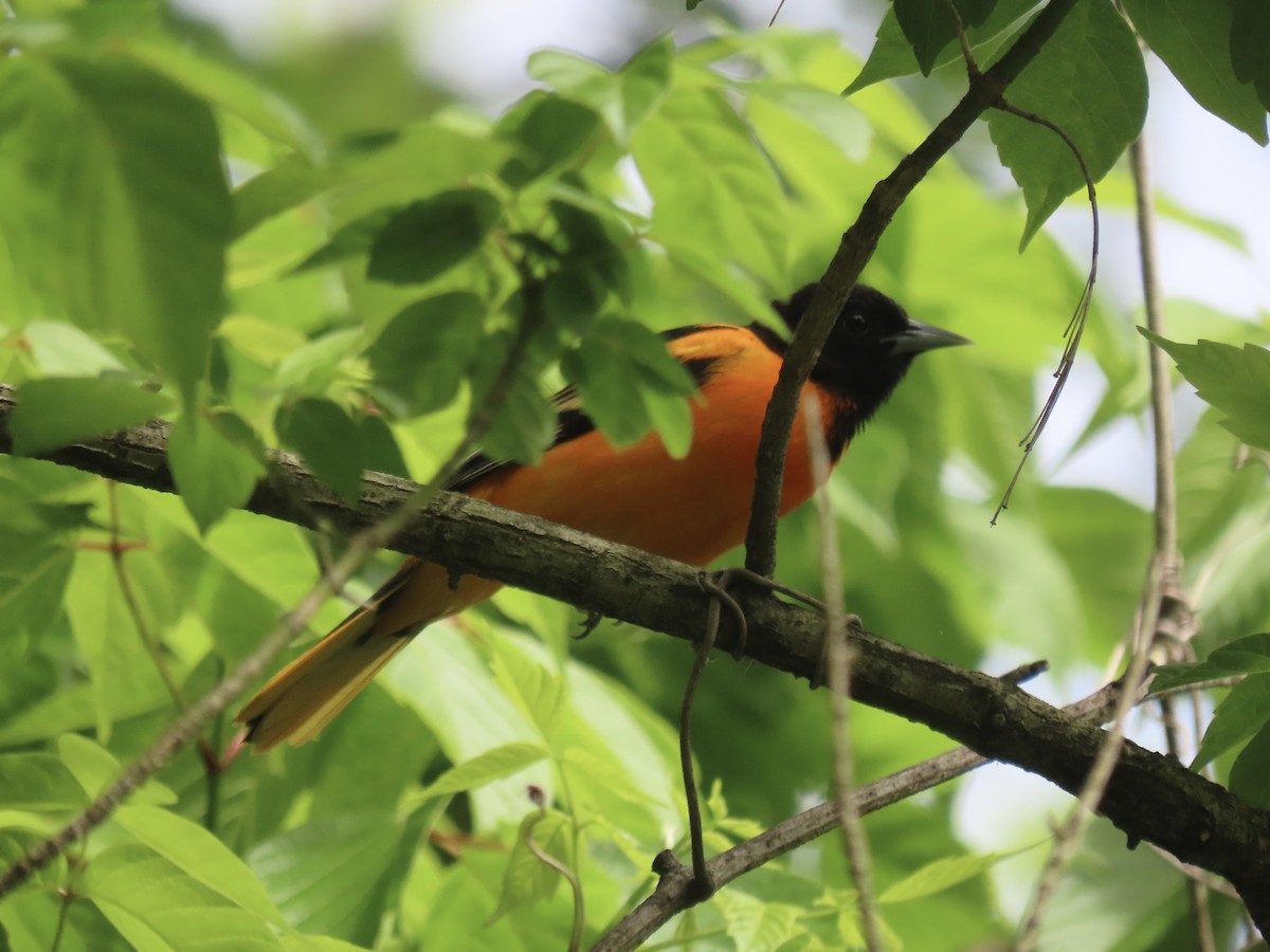 Baltimore Oriole - ML643009446