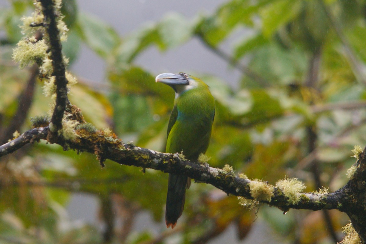 Blue-banded Toucanet - ML643009459