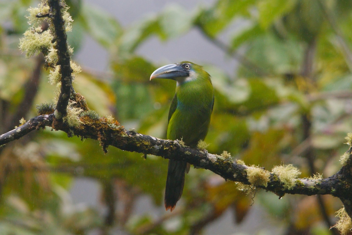 Blue-banded Toucanet - ML643009460