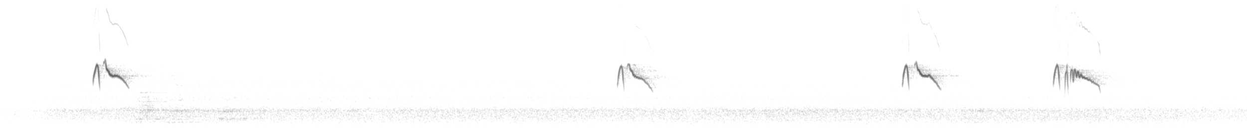 Black Phoebe (Northern) - ML643009463