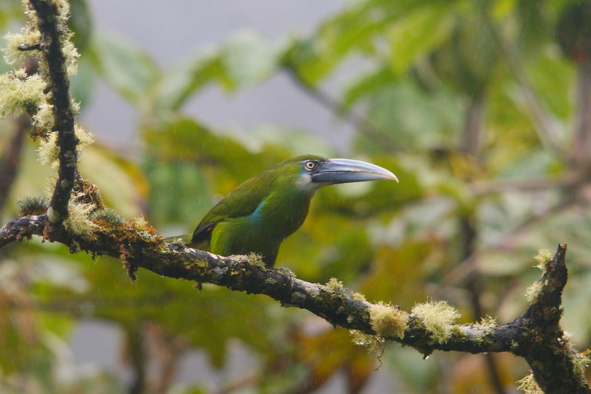 Blue-banded Toucanet - ML643009474