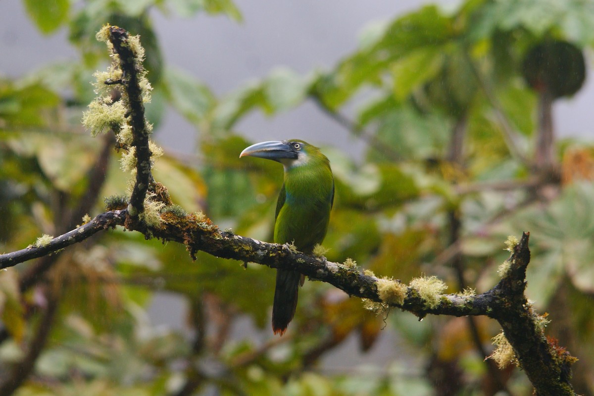 Blue-banded Toucanet - ML643009475