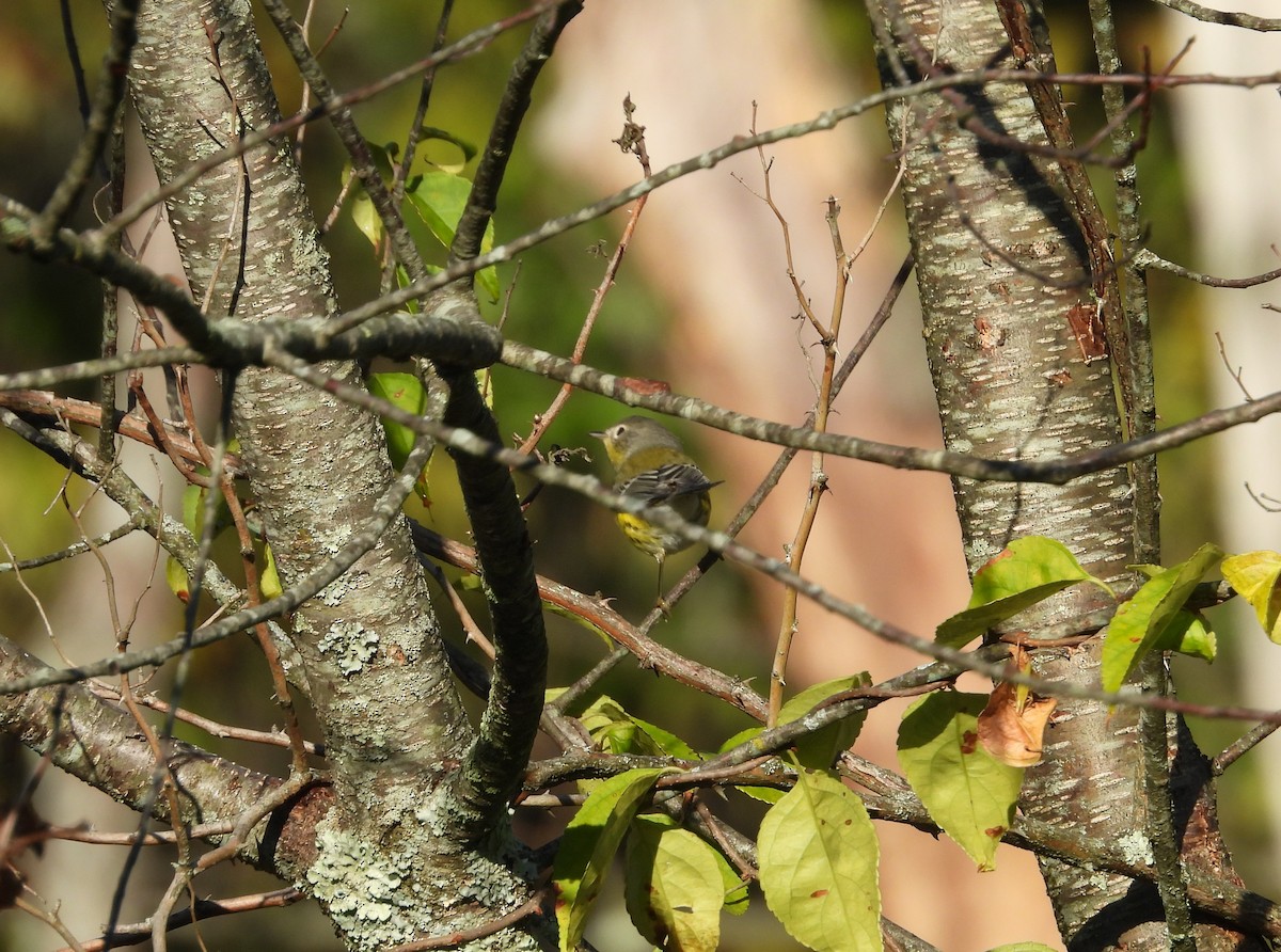 Magnolia Warbler - ML643009486