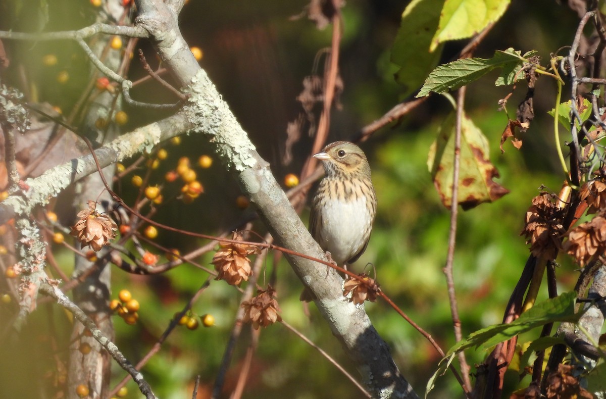 Lincoln's Sparrow - ML643009492