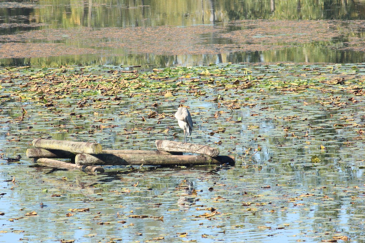 Great Blue Heron - ML643009515