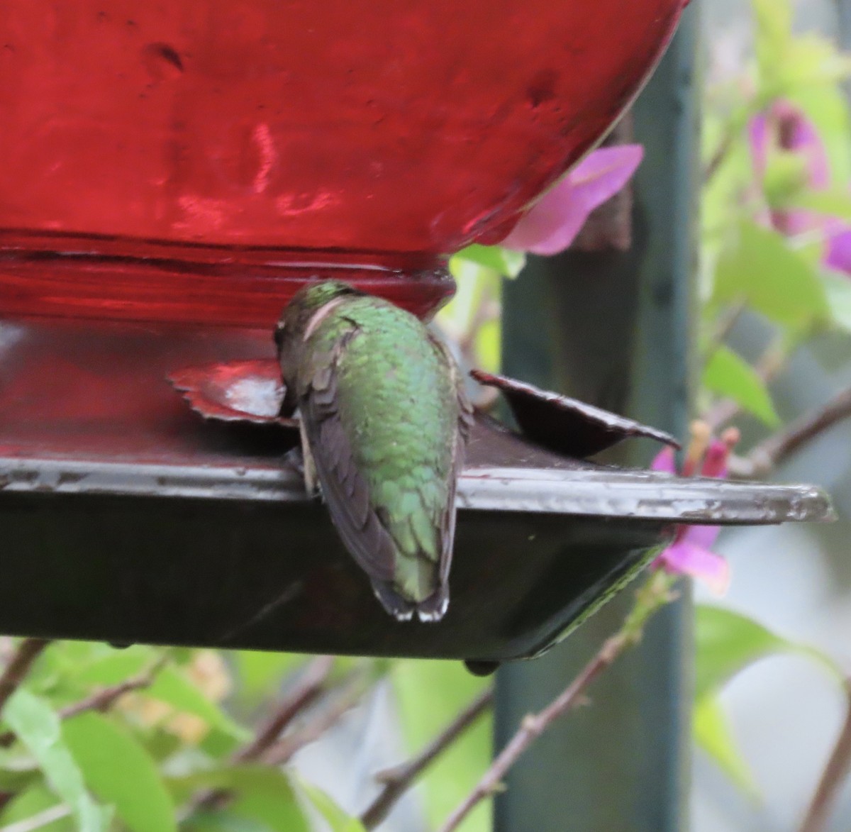 Yakut Boğazlı Kolibri - ML643009532