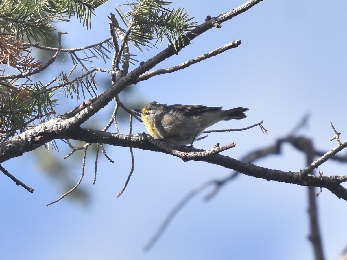 Grace's Warbler - ML643009553