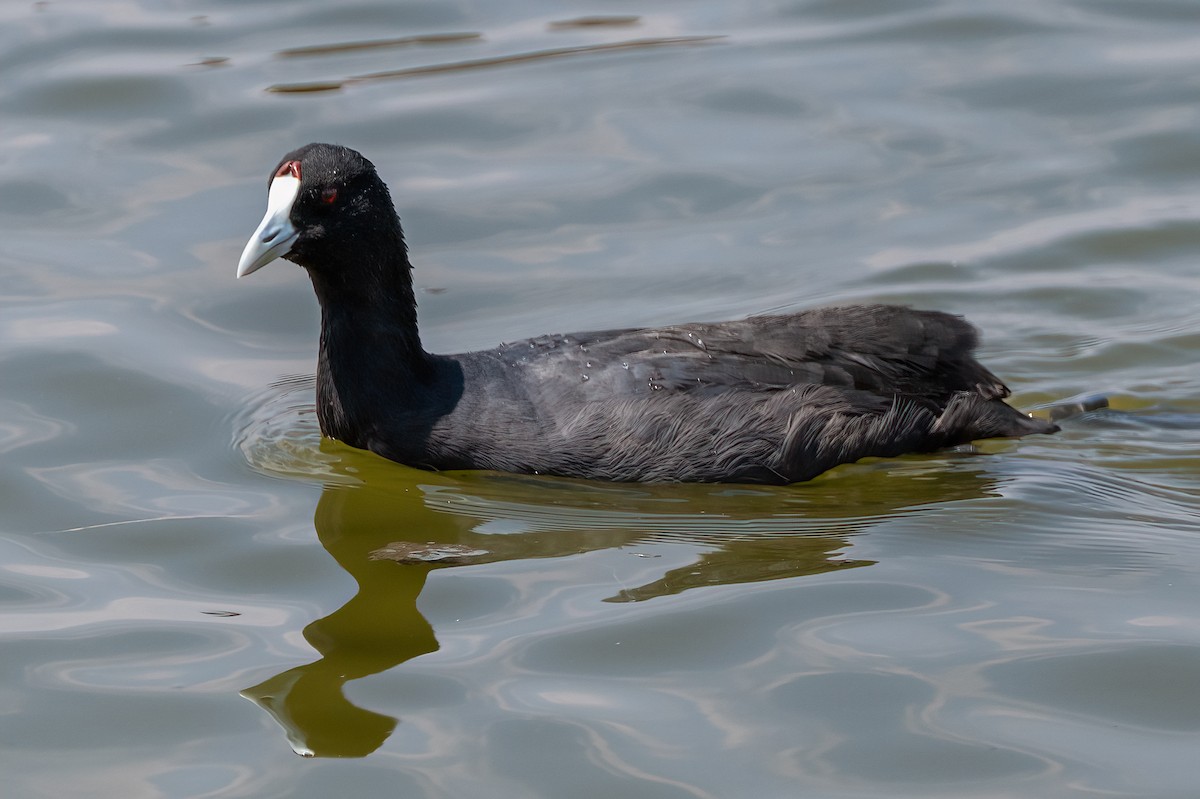 Red-knobbed Coot - ML643009563