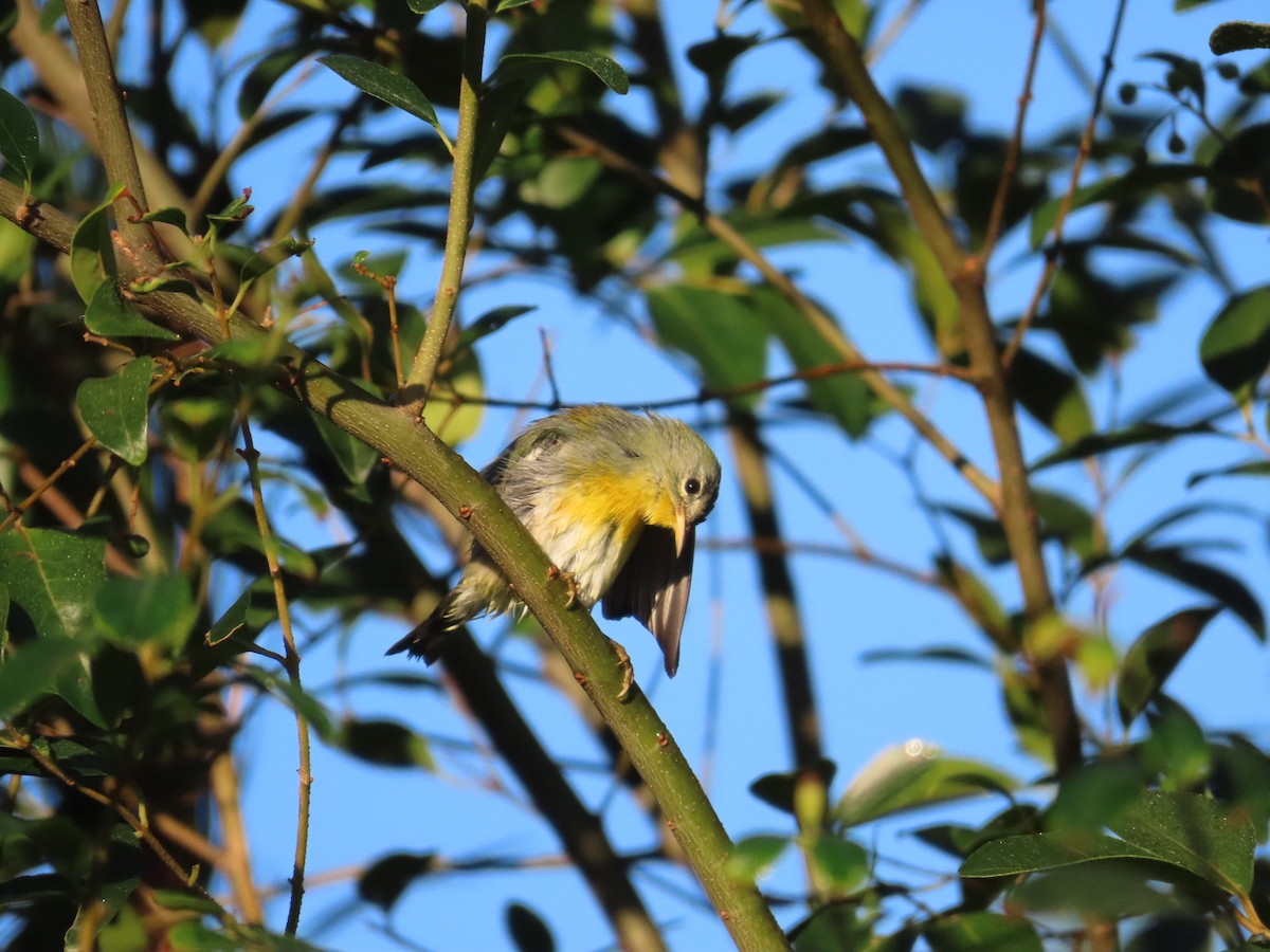 Northern Parula - ML643009564