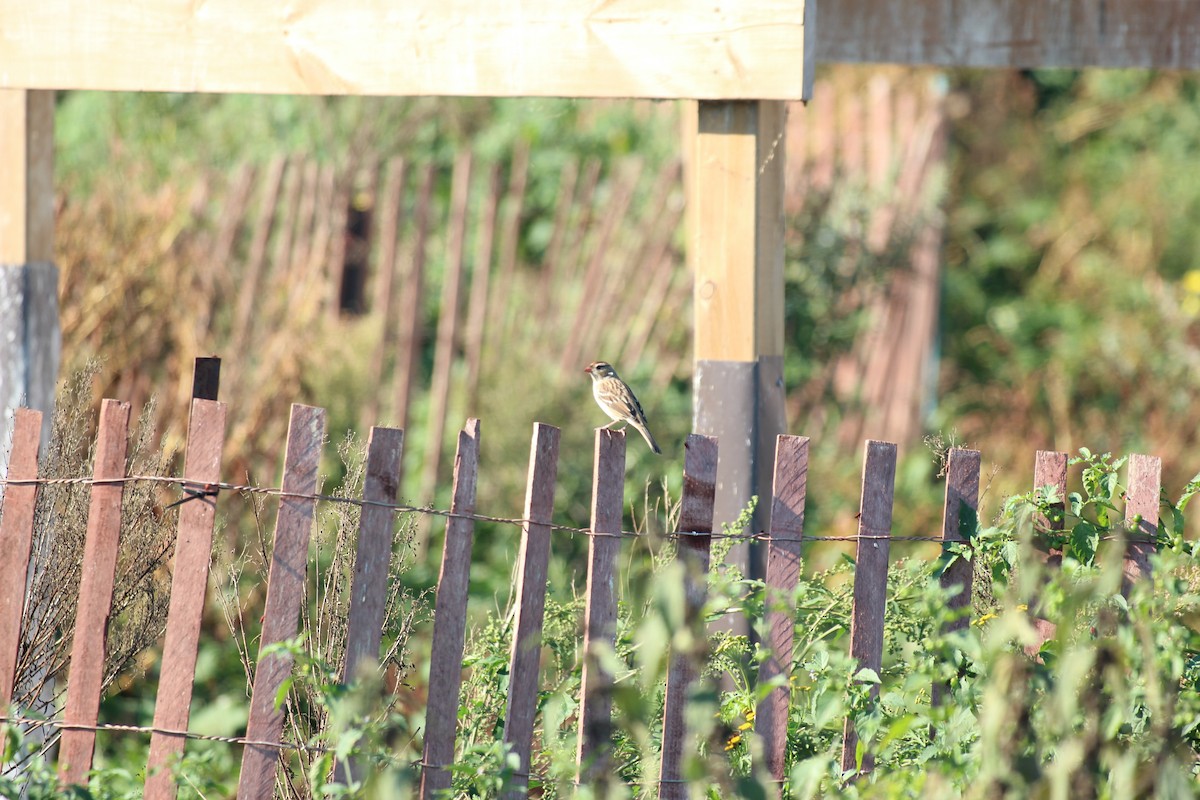 White-crowned Sparrow - ML643009565