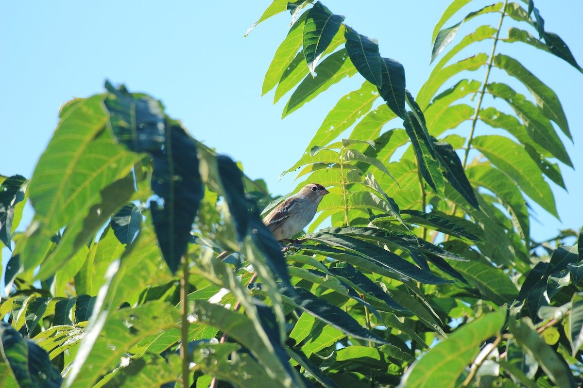 White-crowned Sparrow - ML643009567