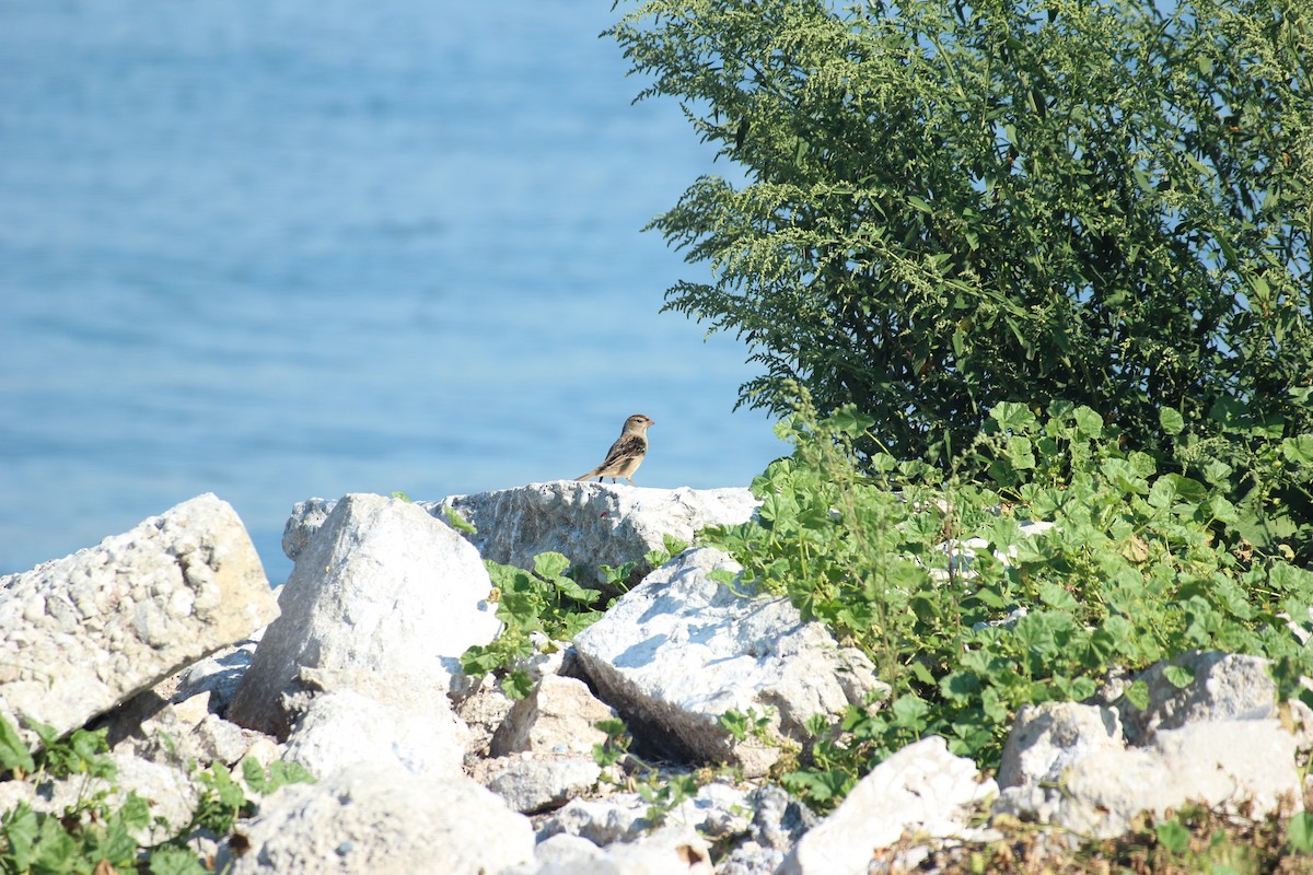 White-crowned Sparrow - ML643009568
