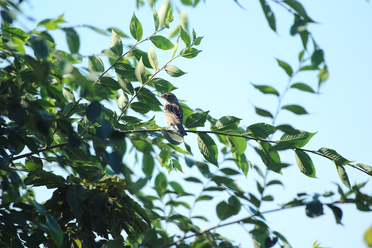 White-crowned Sparrow - ML643009586