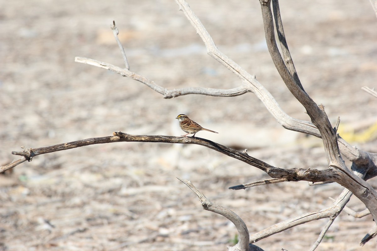 White-throated Sparrow - ML643009587