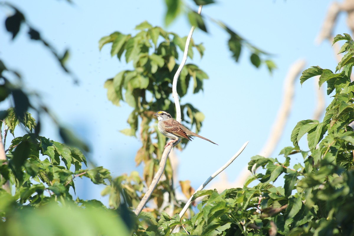 White-throated Sparrow - ML643009588