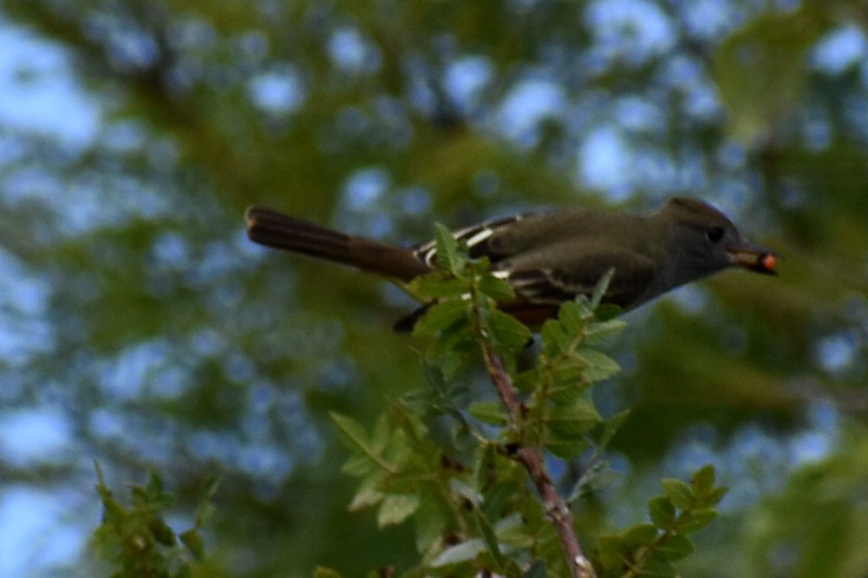 Dusky-capped Flycatcher - ML643009591