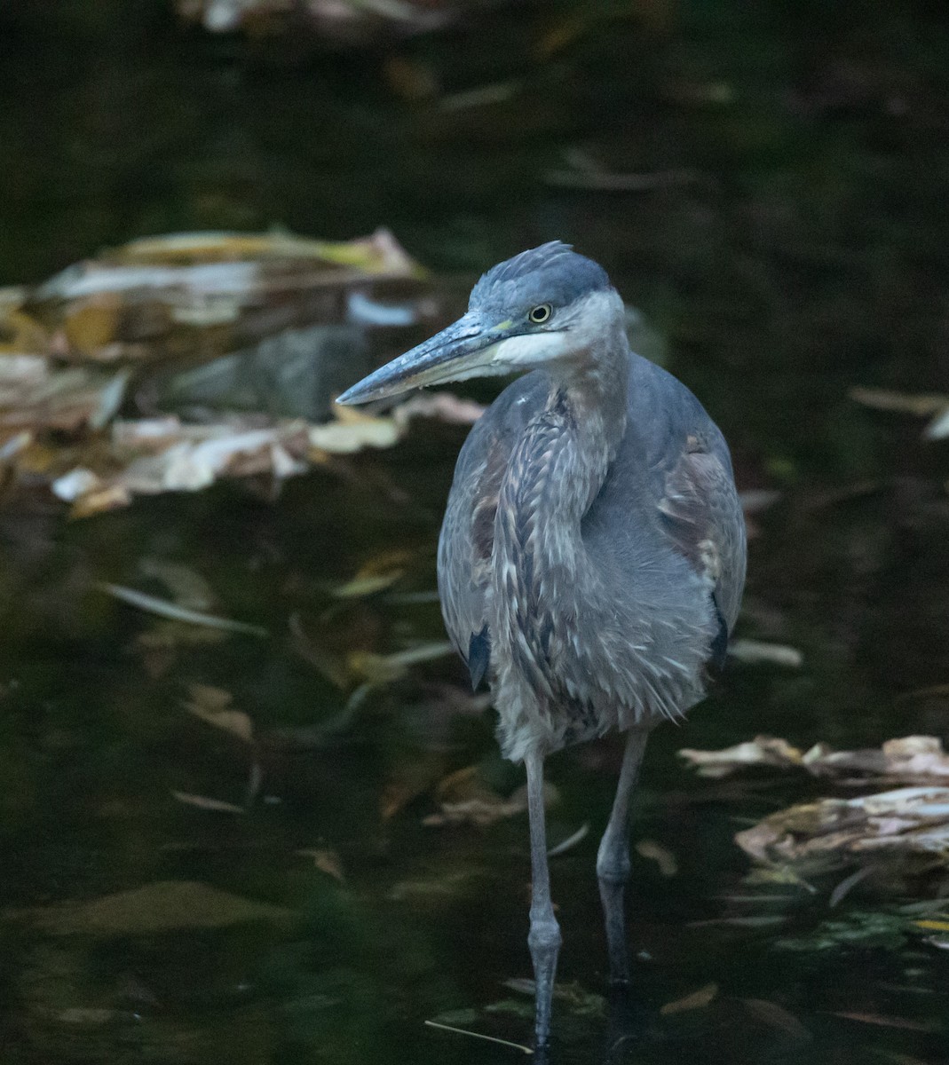 Great Blue Heron - ML643009611