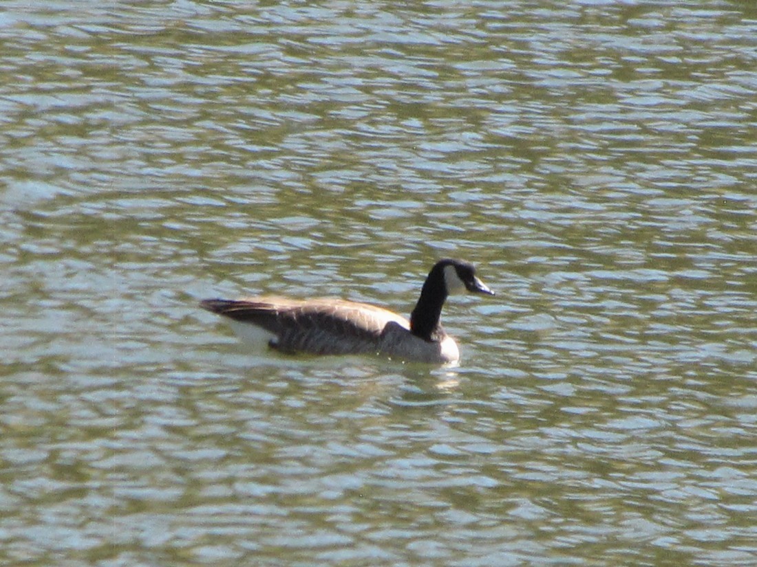 Canada Goose - ML643009612